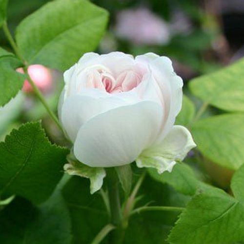 Rosa White Jacques Cartier - biela - ruža perpetual hybrid